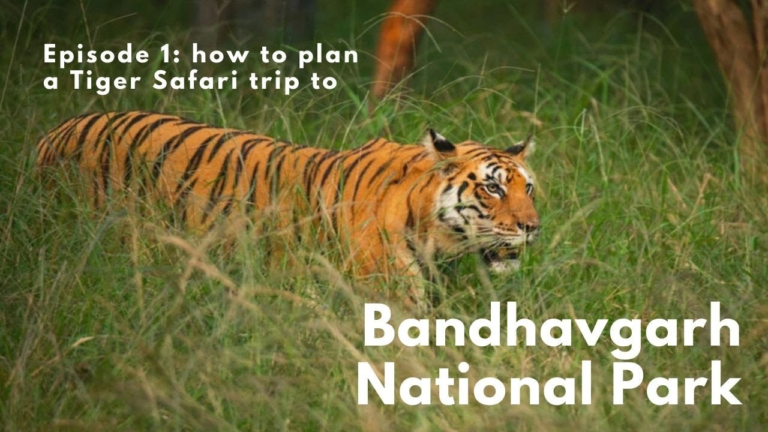 Top 5 National Parks for Tiger Sightings in India