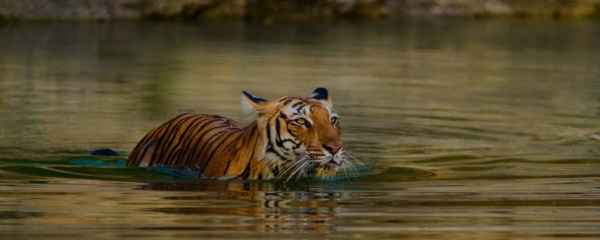 Ranthambore Tour Package