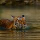 Ranthambore Tour Package
