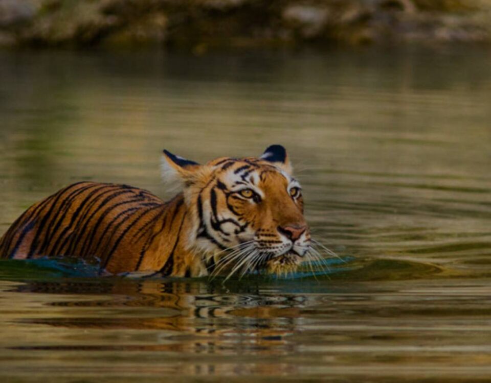 Ranthambore Tour Package