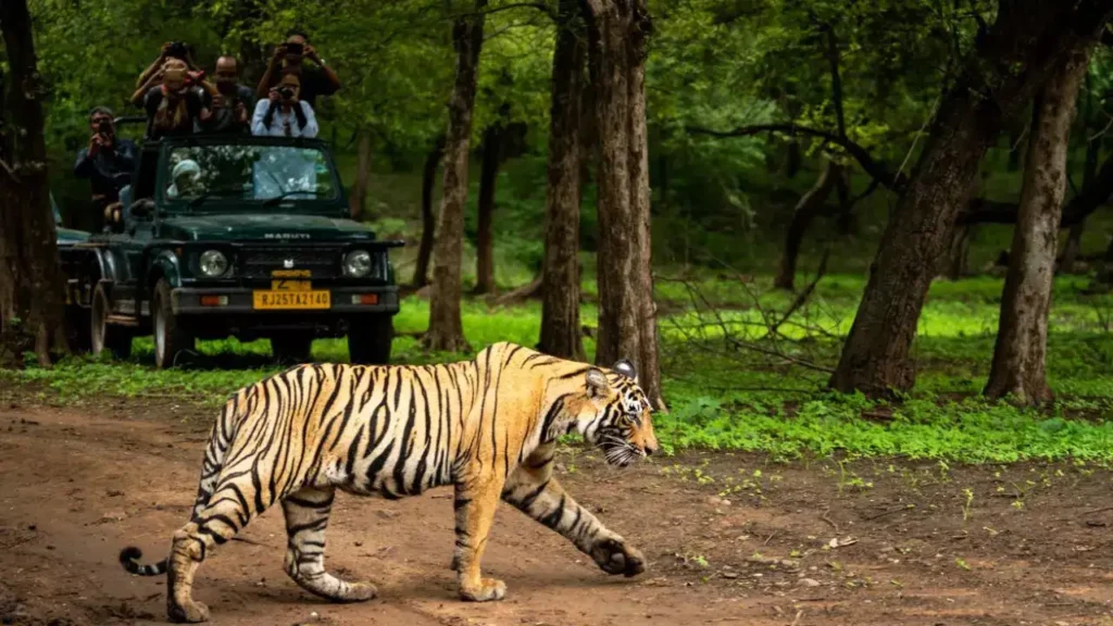 Ranthambore in monsoon