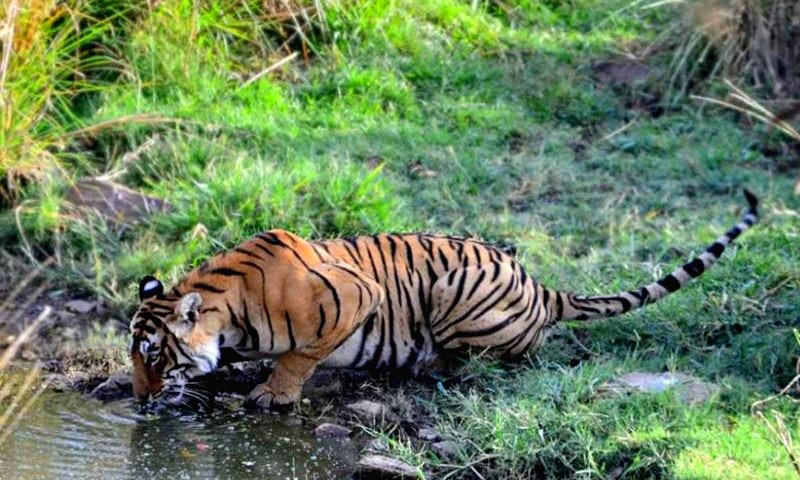 Ranthambore tiger safari