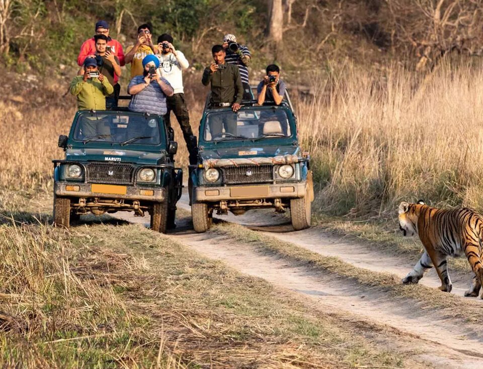 Ranthambore tiger safari