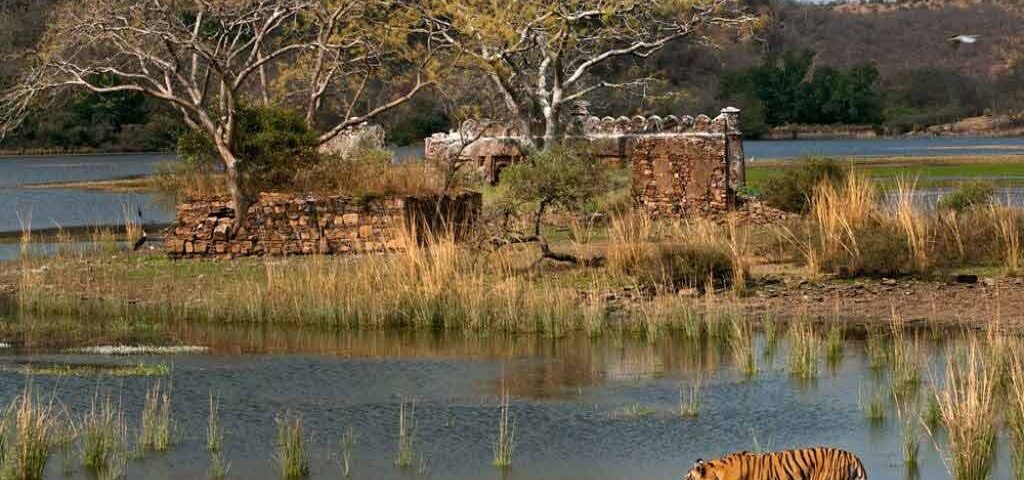 Luxury resort in Ranthambore