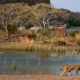 Luxury resort in Ranthambore