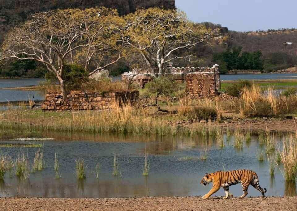 Luxury resort in Ranthambore