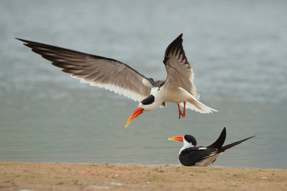 Things to Do in Sawai Madhopur