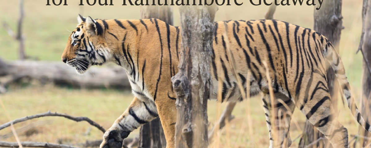 Ranthambore weekend plan
