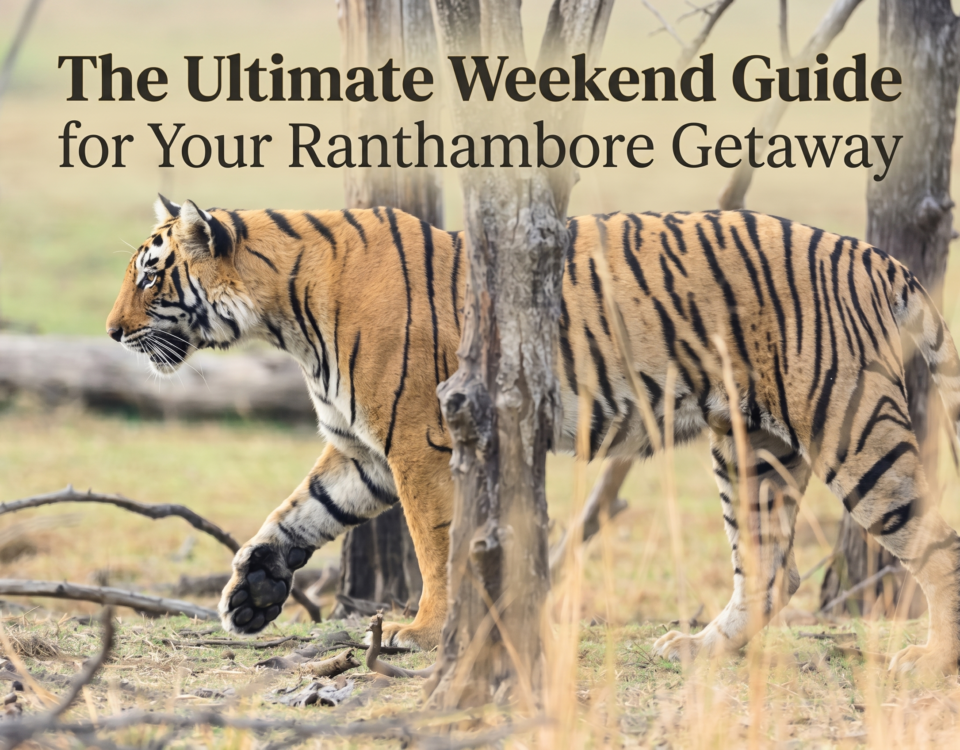 Ranthambore weekend plan