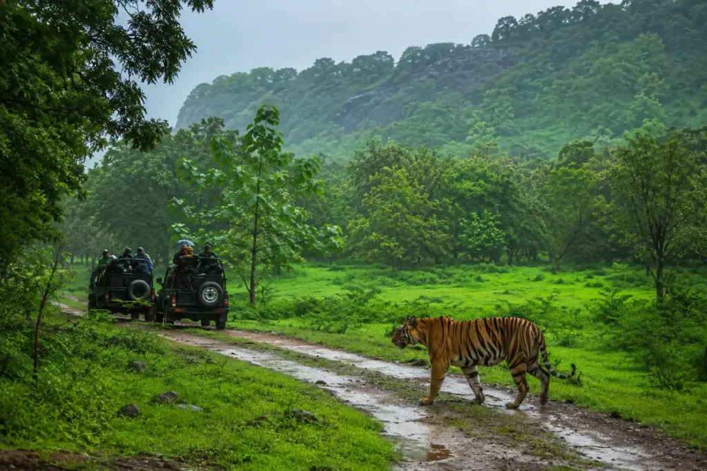 Ranthambore in Monsoon